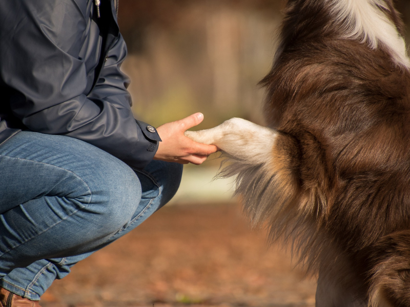 Animal Assisted Interventions | Aeres Hogeschool